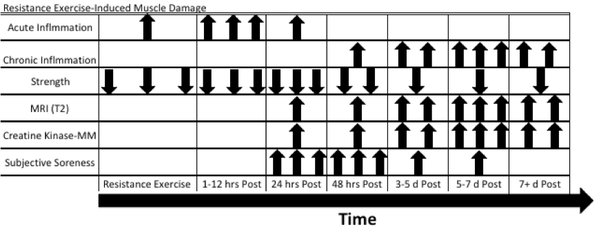 Figure 5:  Time course post-resistance exercise changes after maximal eccentric exercise.  One arrow - minor increase or decrease; Two Arrows - moderate increase or decrease;  Three Arrows - large increase or decrease;  CK-MM creatine kinase found in skeletal muscle; MRI (T2) MRI scan that measures muscle volume changes such as edema.  (Adapted from Clarkson, 2002)