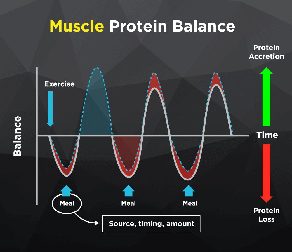 Muscle Protein Balance