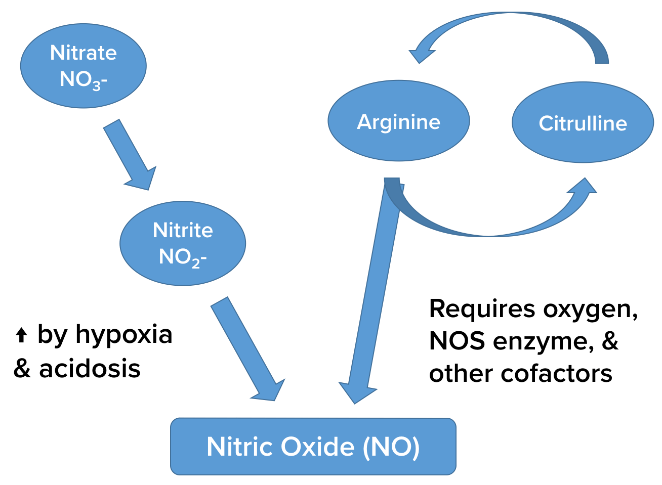 nitric oxide synthesis